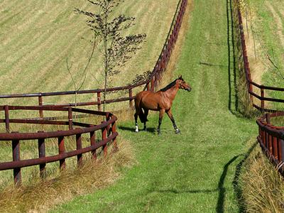 Fencing