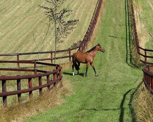 Horses agricultural fences