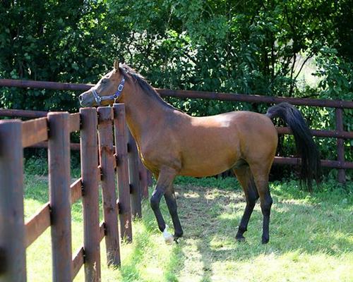 Wooden agricultural fencing