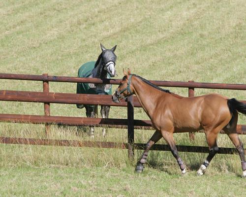 Agricultural fencing for horses: How can it be preserved?