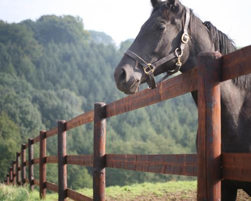 Weidezaun Holzpfosten Pferd