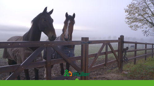 Haras Sonnenhof à Saint-Vith (Belgique)