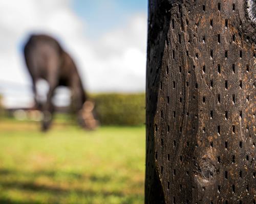 DeepProtect: Nominatie voor de spoga horse Top Innovation Award 2024!