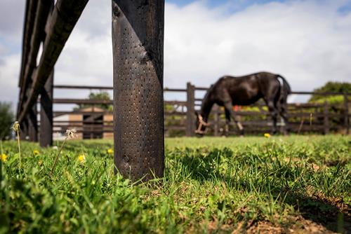 Salt-treated wooden fence post