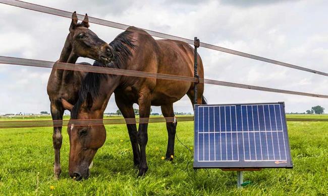 Elektrozaungeraet Koppelzaun Pferde